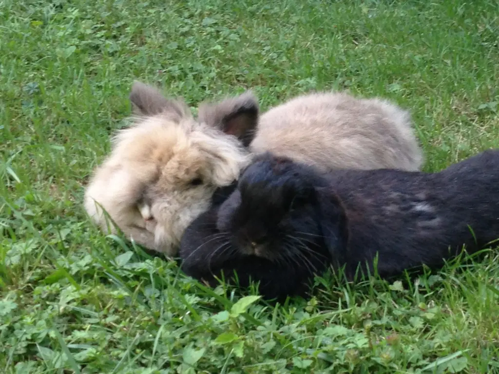 Image from Simba