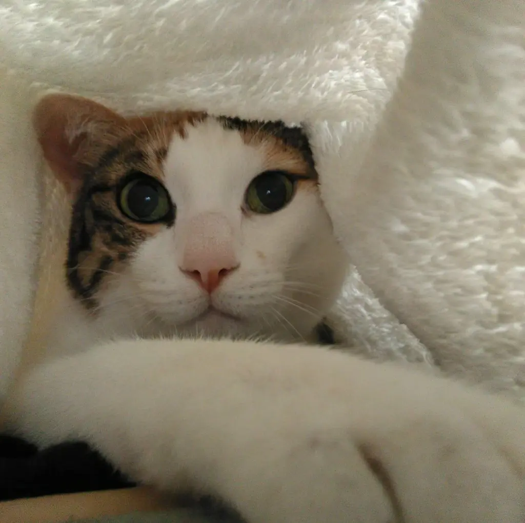 Bild von Holly