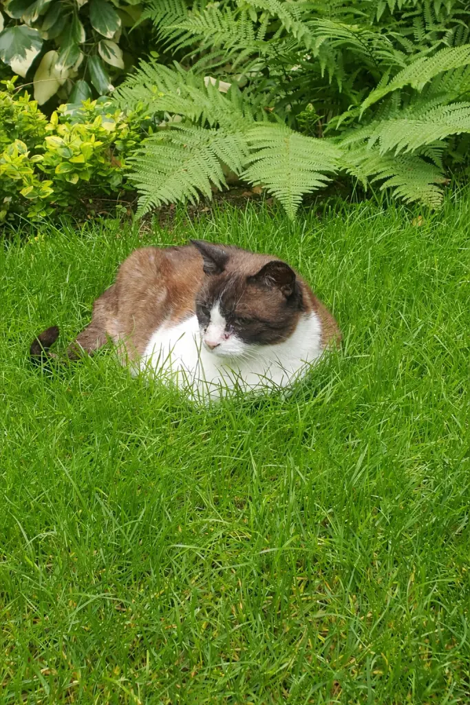 Bild von Lilli