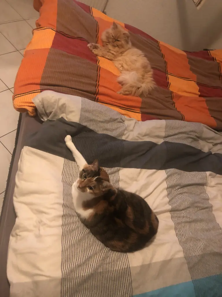 Puschel und Mausi