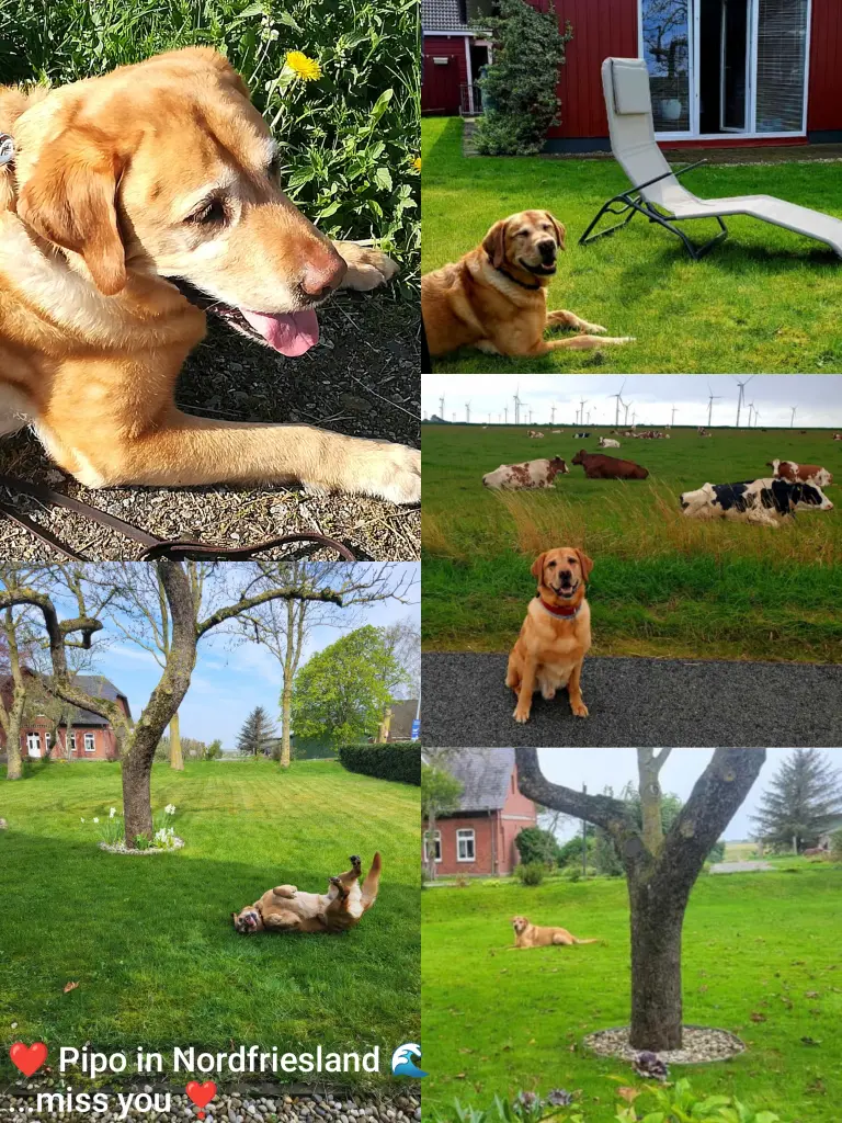 Condolence image of Mamiomiina ❤️