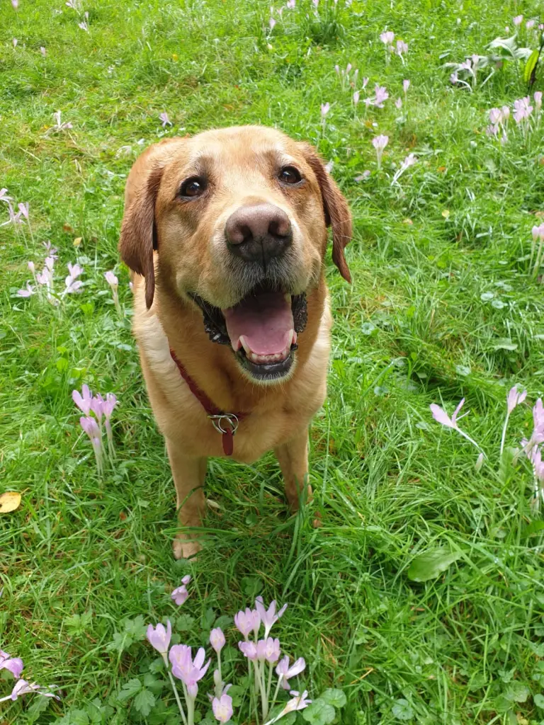 Condolence image of Faye & Merlin🧡