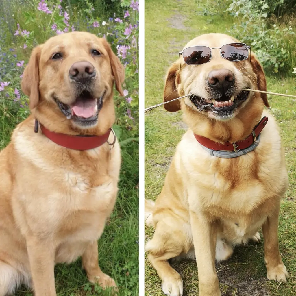 Condolence image of Alev & Ken