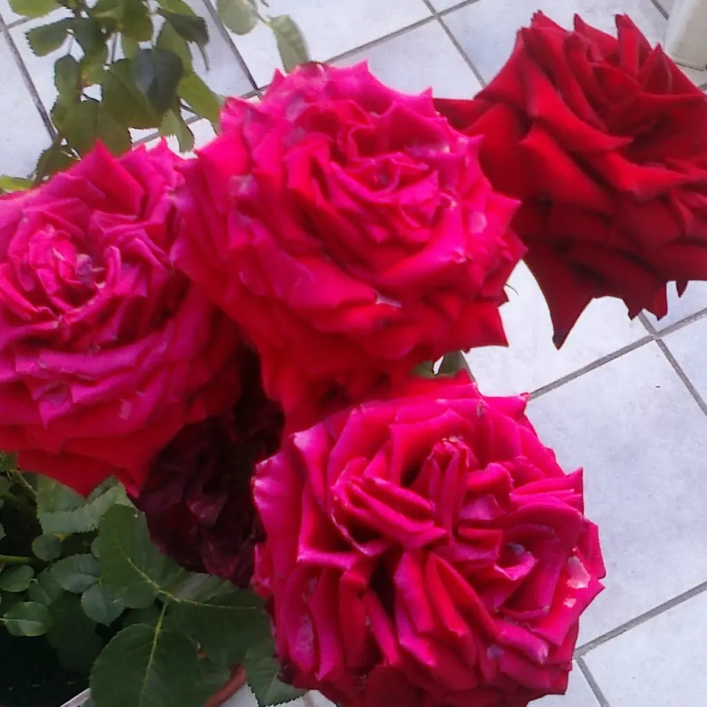 Condolence image of Unbekannt
