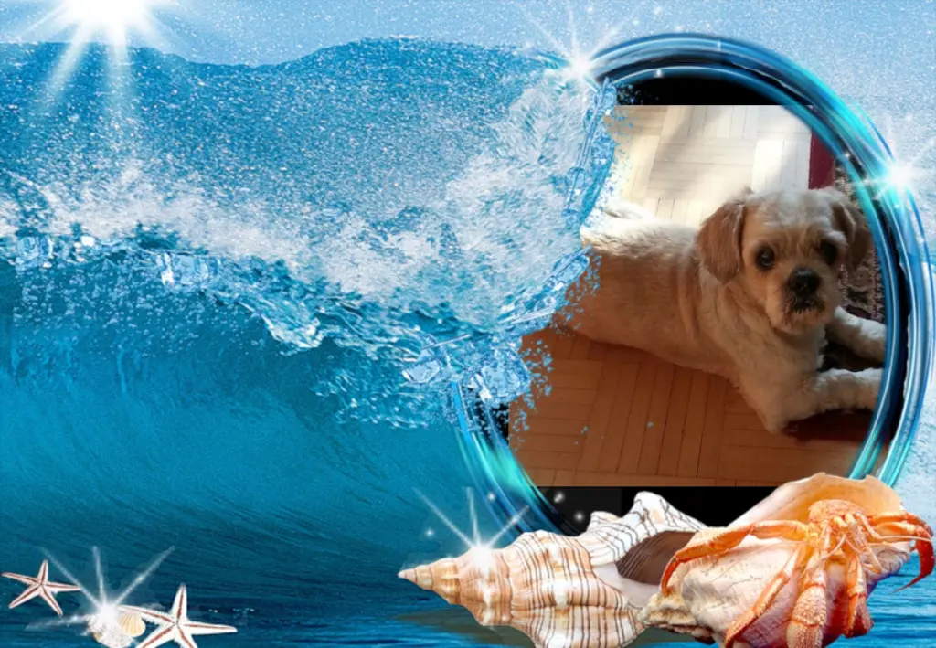Condolence image of ❤Fur Liebe Balou❤