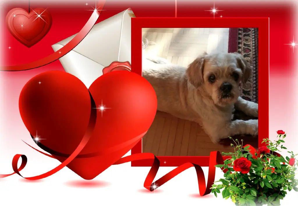 Condolence image of ❤Fur Liebe Balou❤