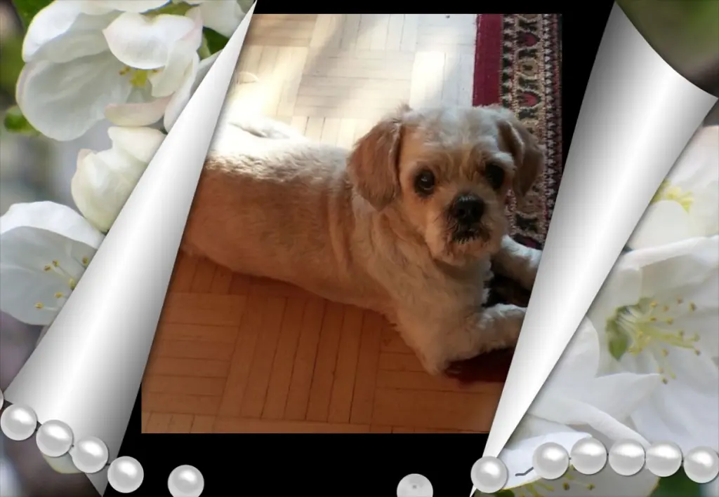 Condolence image of ❤Fur Liebe Balou❤