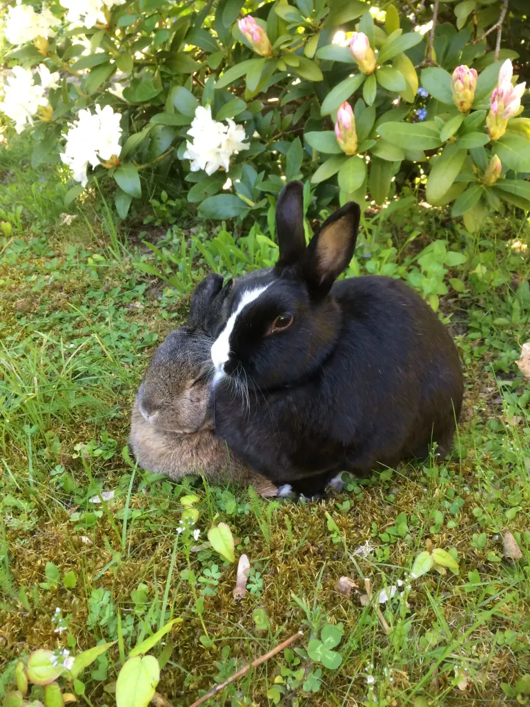 Condolence image of Rosen für Balou