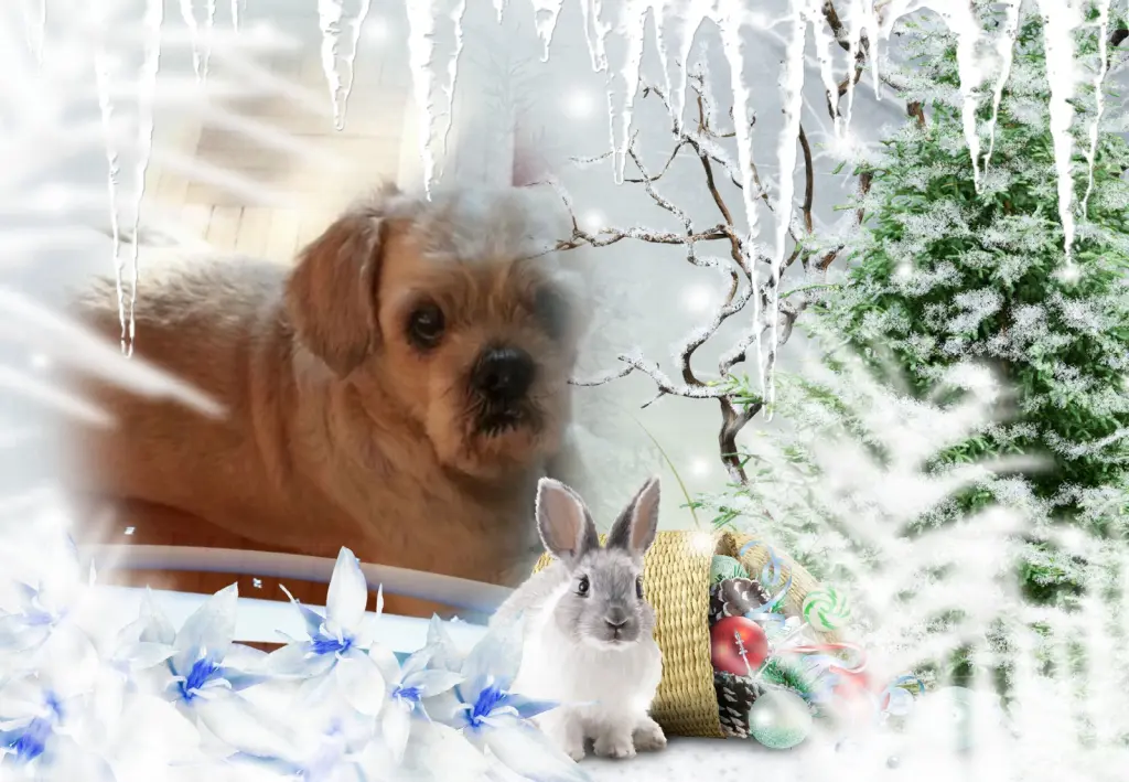 Condolence image of Fur Liebe Balou❤