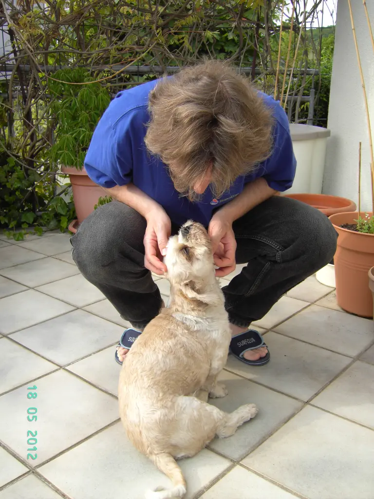 Condolence image of Deine 300. Rose