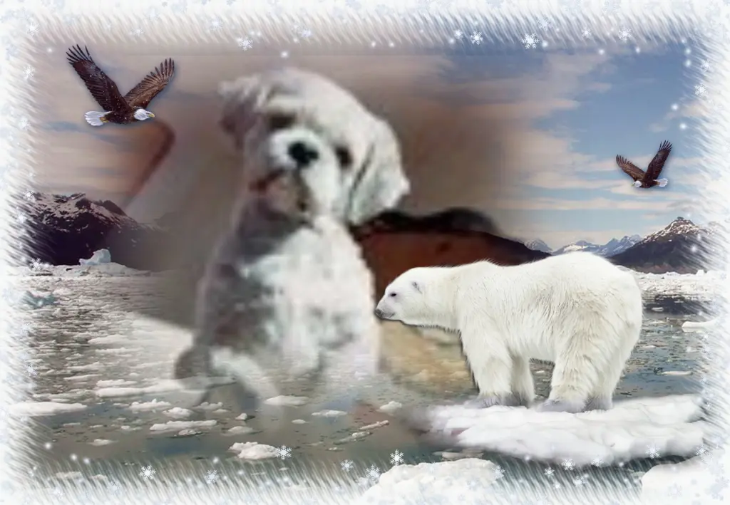 Condolence image of Klaudia mit Misiu❤❤❤Ganz Tief im Herzen❤