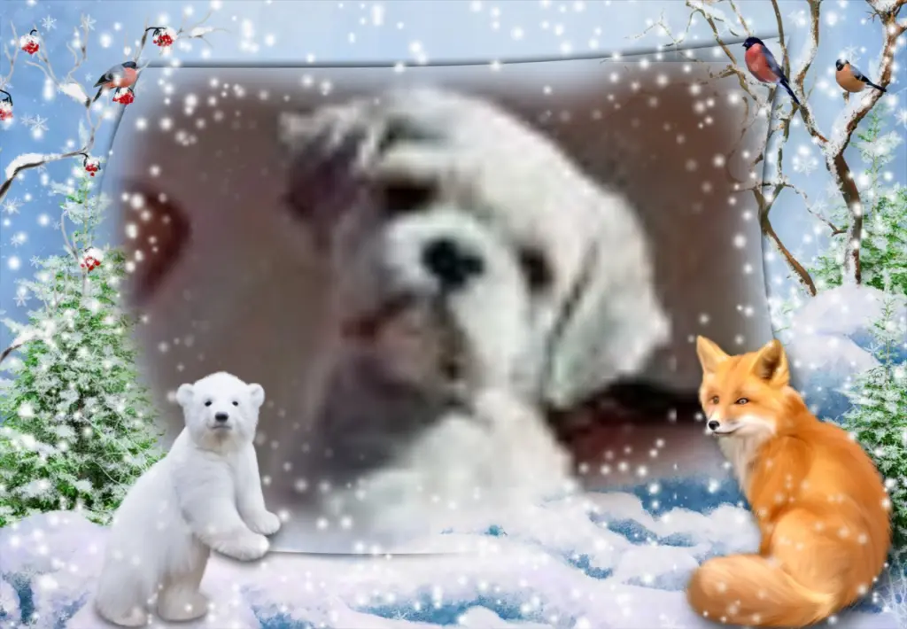 Condolence image of Klaudia mit Misiu❤❤❤Ganz Tief im Herzen❤