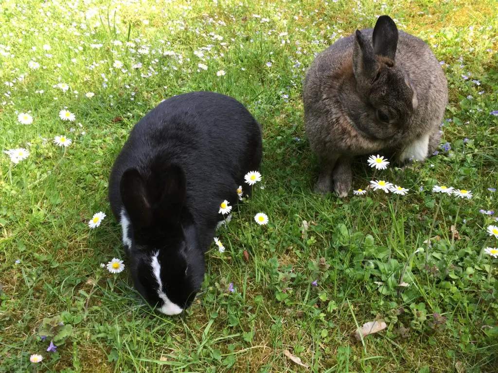 Condolence image of Eine Sonntagsrose für Balou