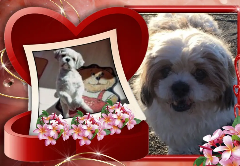 Condolence image of Liebe Balou❤️