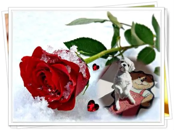 Condolence image of Liebe Balou❤️