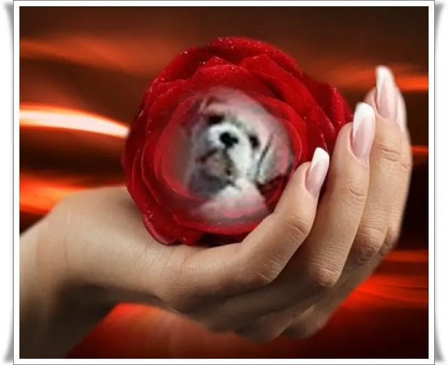 Condolence image of Sonntags Rosen❤️fur Liebe Balou❤️