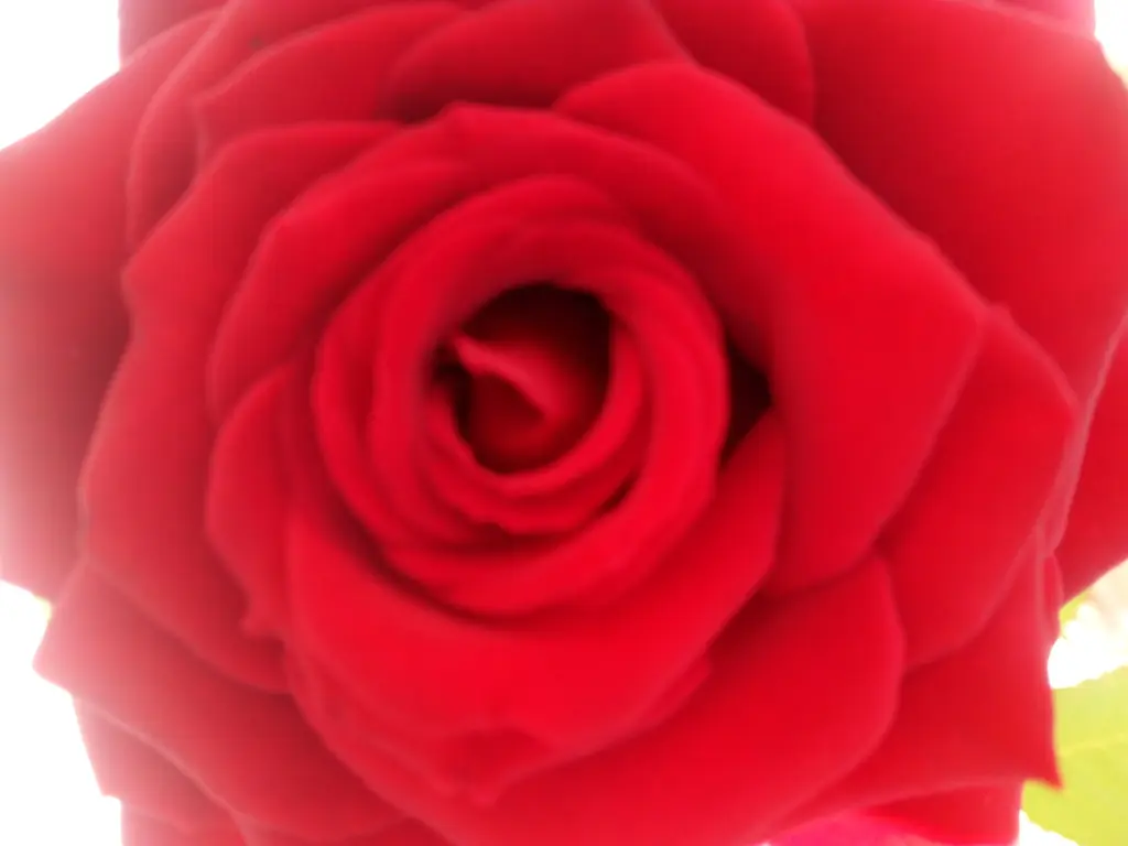 Condolence image of Pour mon Balou