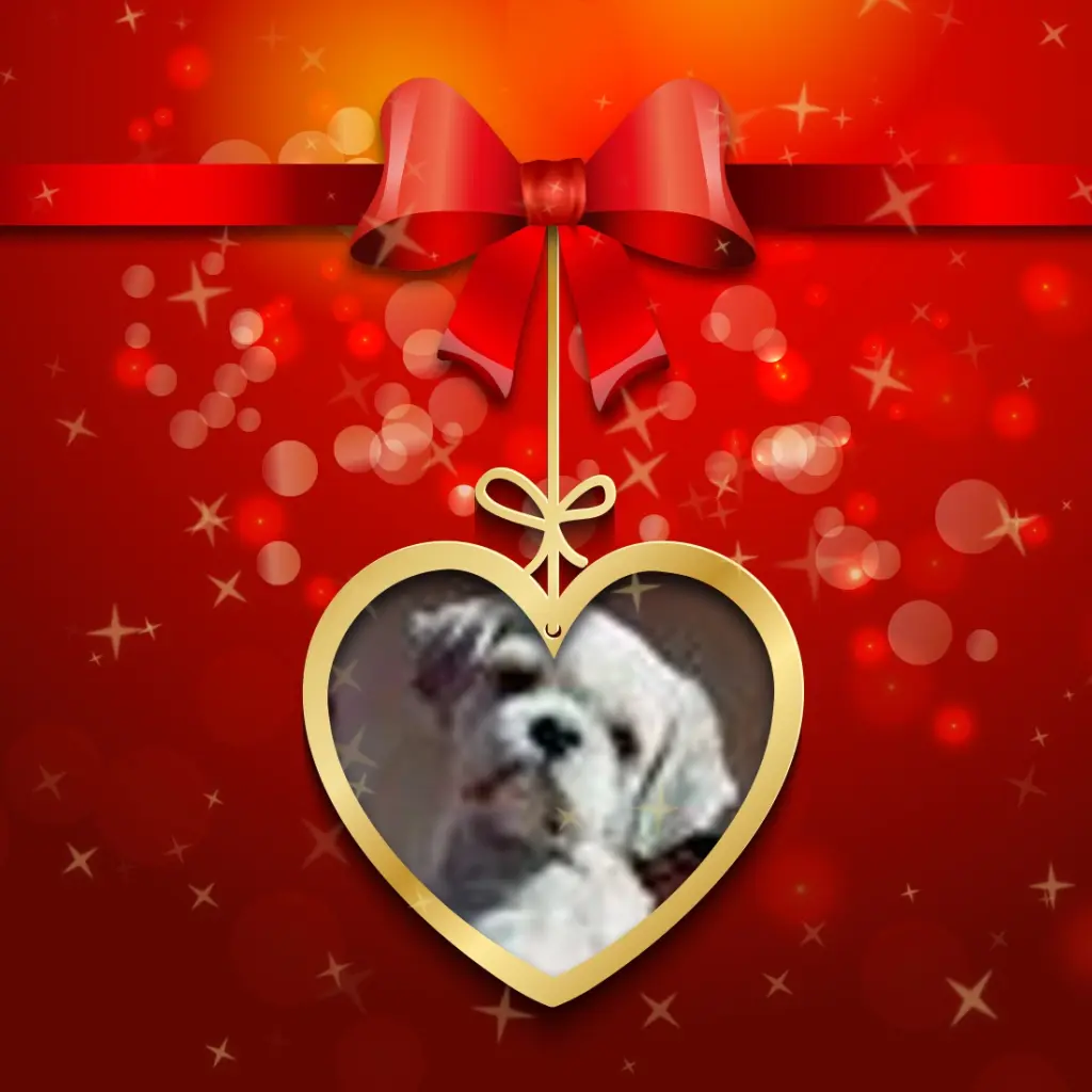 Condolence image of Liebe Balou❤️