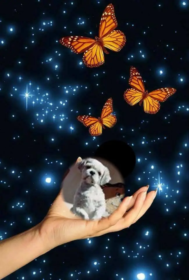 Condolence image of Sonntags Rosen fur Balou❤️