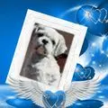 Condolence image of ❤️❤️❤️Balou❤️❤️❤️