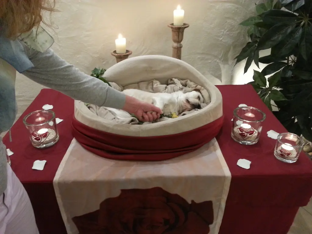 Condolence image of Dein Frauchen