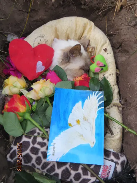 Condolence image of Uschi mit Seelenkatzen Jojo und Merlin