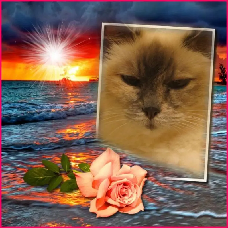 Condolence image of Uschi mit Seelenkatzen Jojo und Merlin