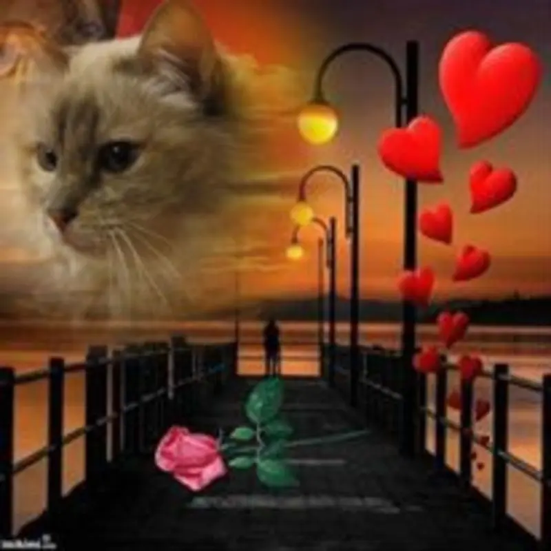 Condolence image of Uschi mit Seelenkatzen Jojo und Merlin