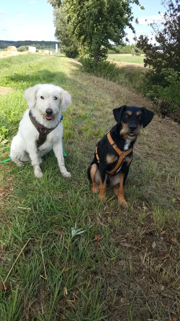 Condolence image of Marga mit Rambo im Herzen