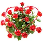 Condolence image of Uschi