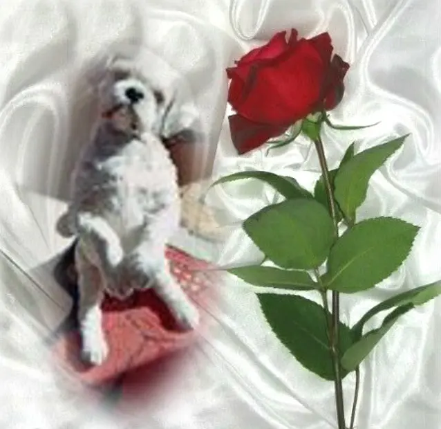 Condolence image of ❤️❤️❤️