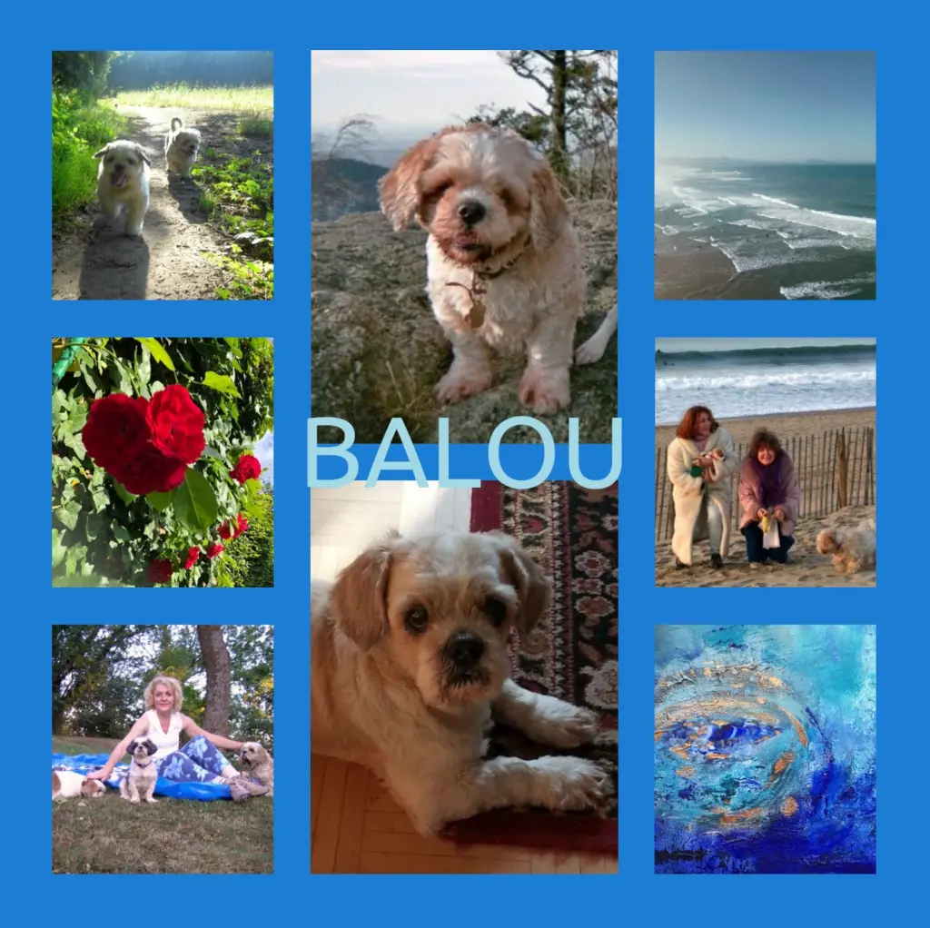 Condolence image of Geburtstagsrosen für Balou 