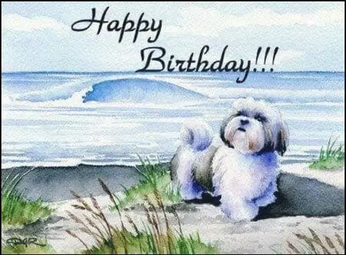 Condolence image of Alles Gute zum 19. Geburtstag Balou!!!