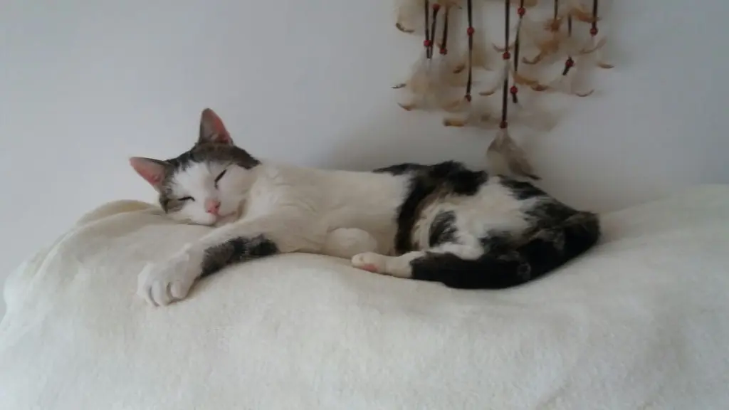 Condolence image of Christina mit Frodo Beutlin Löwenherz