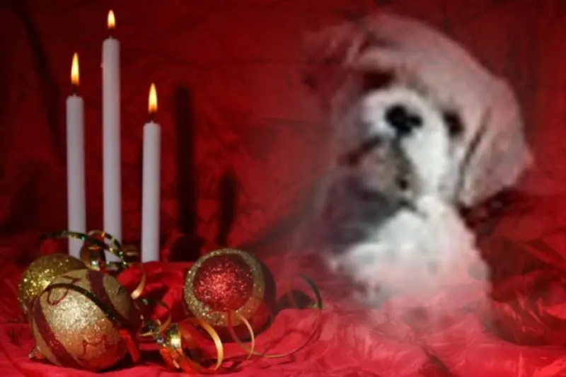 Condolence image of Frauchen