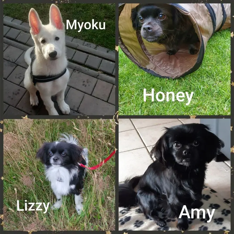 Condolence image of Grüße von Amy, Lizzy, Honey und Myoku 