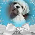 Condolence image of Bonne année mon Balou !