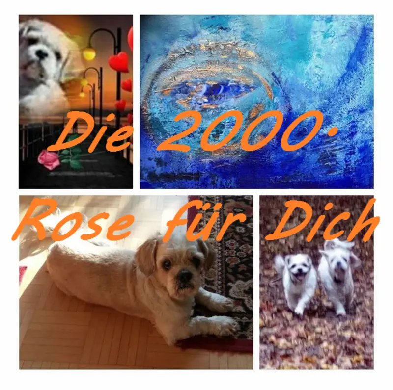 Condolence image of Die 2000. Rose für Dich mein lieber Balou