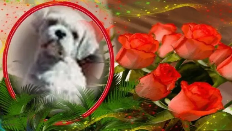 Condolence image of 3.Sternchen❤️❤️❤️Gedenktag❤️