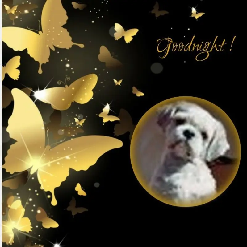 Condolence image of Gute Nacht❤️❤️❤️