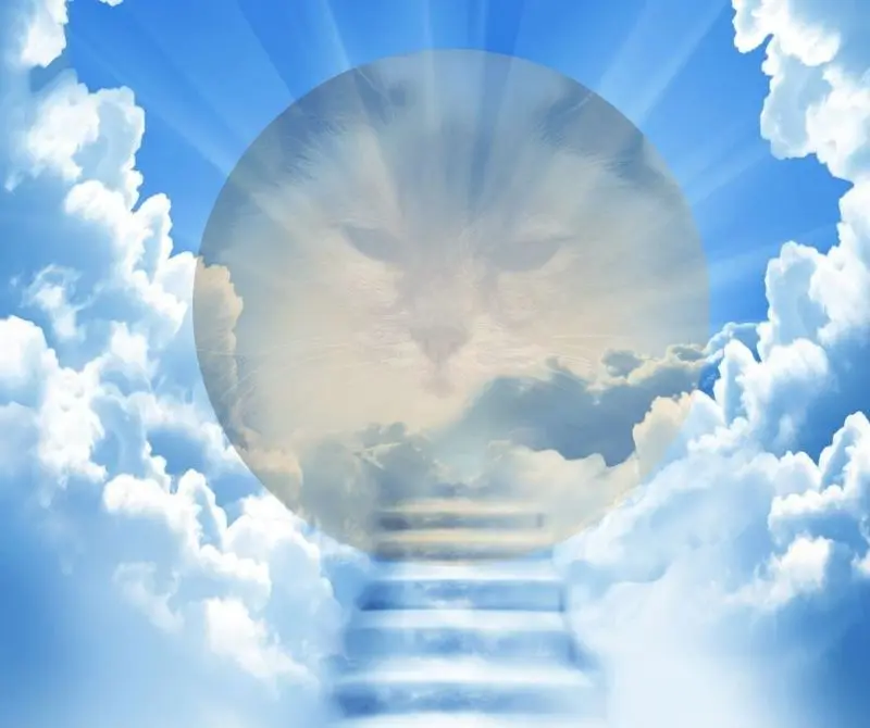 Condolence image of Jojo, Regenbogenland