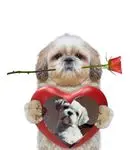 Condolence image of ❤️❤️❤️❤️❤️❤️❤️❤️❤️❤️❤️❤️❤️❤️