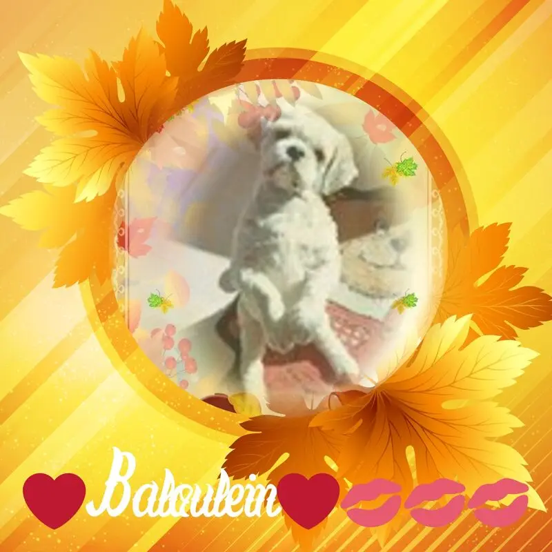 Condolence image of Rosen❤️❤️❤️❤️❤️❤️❤️❤️❤️fur Balouleinchen❤️