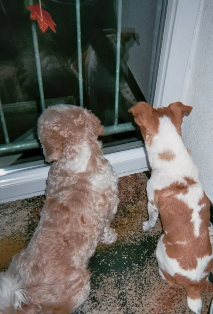Condolence image of Rosen für Purzele und Balou