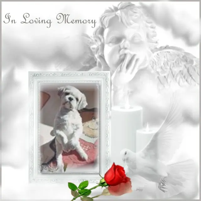 Condolence image of 4.Sternchen❤️Gedenktag❤️❤️❤️❤️