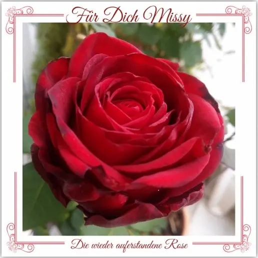 Condolence image of Rosen zu Missys 8. Sternchen-Woche