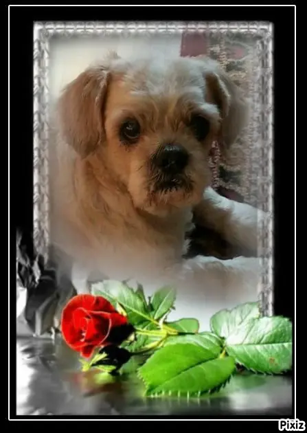Condolence image of Tanja mit Timmy im Herzen 