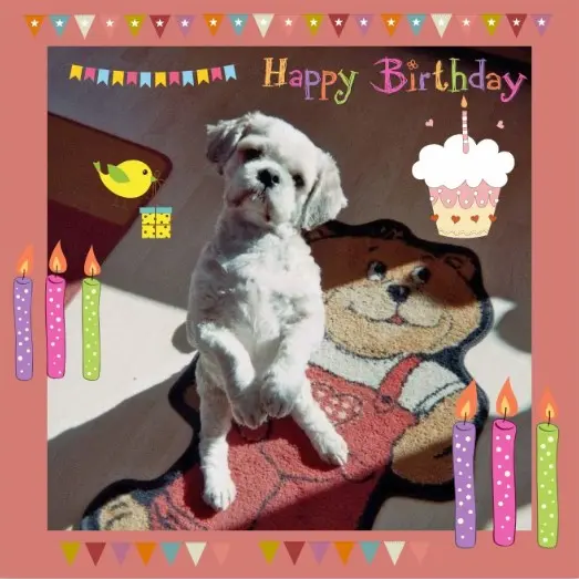 Condolence image of Rosen für Balou zum 21. Geburtstag 