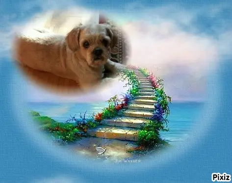 Condolence image of Tanja mit Timmy im Herzen 