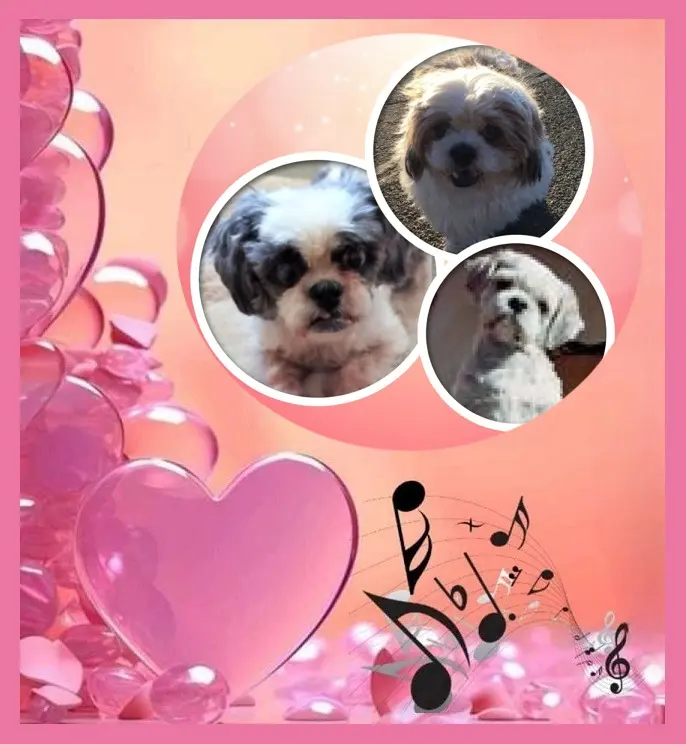 Condolence image of Gute Nacht❤️❤️❤️Mauschen❤️❤️❤️